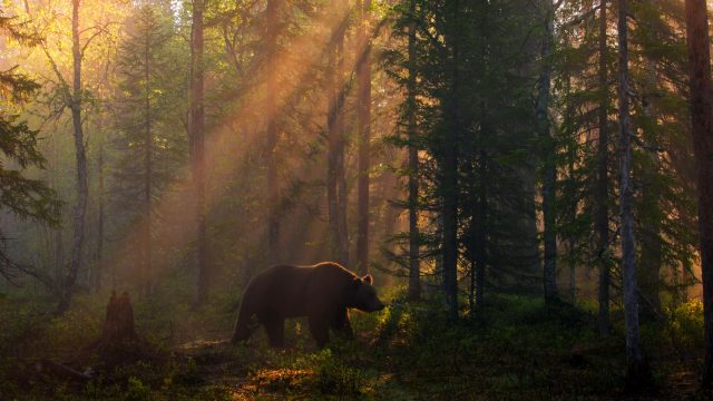 Brown Bear in morning light