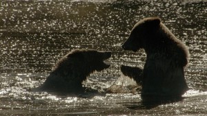Play fight of Grizzlys in Yellowstone. ARRI frame grab.